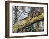 Harlequin Beetle (Acrocinus Longimanus), Cerambycidae-null-Framed Giclee Print