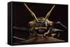 Harlequin Beetle Close-Up-null-Framed Stretched Canvas