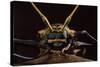 Harlequin Beetle Close-Up-null-Stretched Canvas