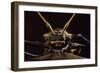 Harlequin Beetle Close-Up-null-Framed Photographic Print