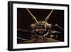 Harlequin Beetle Close-Up-null-Framed Photographic Print