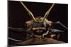 Harlequin Beetle Close-Up-null-Mounted Photographic Print