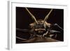 Harlequin Beetle Close-Up-null-Framed Photographic Print