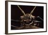 Harlequin Beetle Close-Up-null-Framed Photographic Print