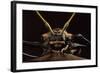 Harlequin Beetle Close-Up-null-Framed Photographic Print