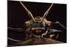 Harlequin Beetle Close-Up-null-Mounted Photographic Print