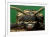 harlequin beetle headshot close up, mexico-claudio contreras-Framed Photographic Print