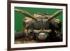 harlequin beetle headshot close up, mexico-claudio contreras-Framed Photographic Print