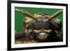 harlequin beetle headshot close up, mexico-claudio contreras-Framed Photographic Print