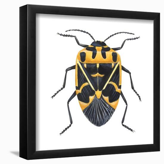 Harlequin Cabbage Bug (Murgantia Histrionica), Insects-Encyclopaedia Britannica-Framed Poster