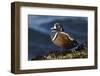 Harlequin Drake-Ken Archer-Framed Photographic Print