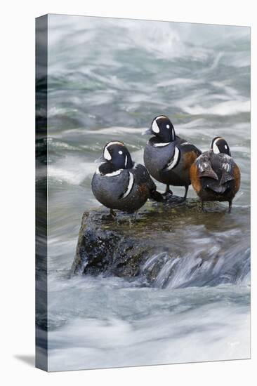 Harlequin Drakes Resting in Fresh Water Rapids-Ken Archer-Stretched Canvas