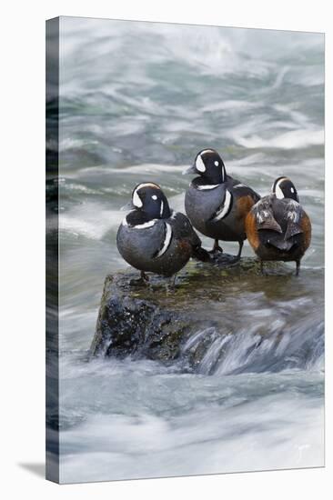 Harlequin Drakes Resting in Fresh Water Rapids-Ken Archer-Stretched Canvas