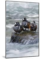 Harlequin Drakes Resting in Fresh Water Rapids-Ken Archer-Mounted Photographic Print