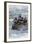 Harlequin Drakes Resting in Fresh Water Rapids-Ken Archer-Framed Photographic Print