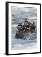 Harlequin Drakes Resting in Fresh Water Rapids-Ken Archer-Framed Photographic Print