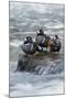 Harlequin Drakes Resting in Fresh Water Rapids-Ken Archer-Mounted Photographic Print