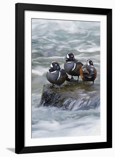 Harlequin Drakes Resting in Fresh Water Rapids-Ken Archer-Framed Photographic Print