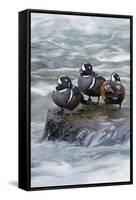 Harlequin Drakes Resting in Fresh Water Rapids-Ken Archer-Framed Stretched Canvas