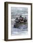 Harlequin Drakes Resting in Fresh Water Rapids-Ken Archer-Framed Photographic Print