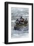 Harlequin Drakes Resting in Fresh Water Rapids-Ken Archer-Framed Photographic Print