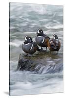 Harlequin Drakes Resting in Fresh Water Rapids-Ken Archer-Stretched Canvas