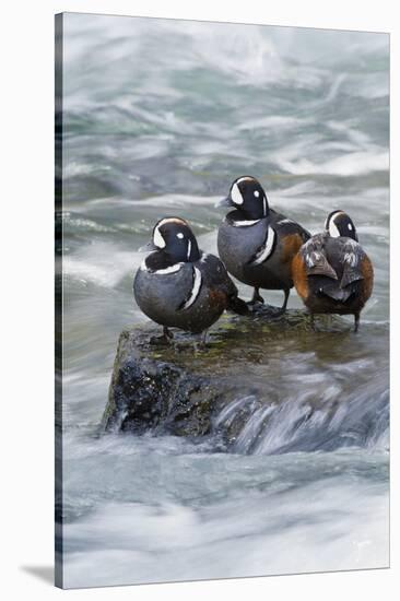 Harlequin Drakes Resting in Fresh Water Rapids-Ken Archer-Stretched Canvas