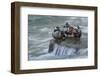 Harlequin drakes resting.-Ken Archer-Framed Photographic Print