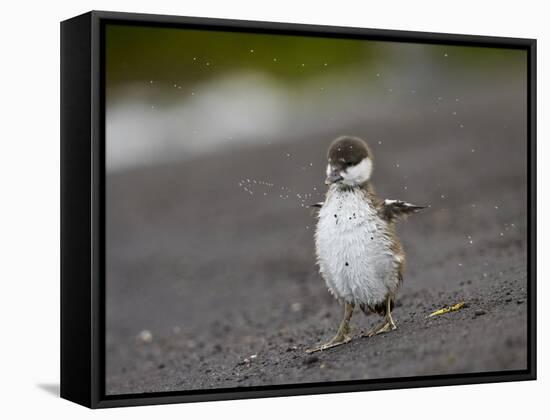 Harlequin Duck (Histrionicus Histrionicus) Duckling Drying Off-James Hager-Framed Stretched Canvas
