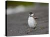 Harlequin Duck (Histrionicus Histrionicus) Duckling Drying Off-James Hager-Stretched Canvas