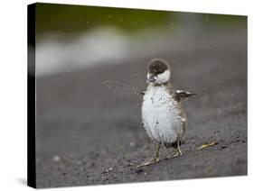 Harlequin Duck (Histrionicus Histrionicus) Duckling Drying Off-James Hager-Stretched Canvas