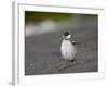 Harlequin Duck (Histrionicus Histrionicus) Duckling Drying Off-James Hager-Framed Photographic Print