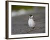 Harlequin Duck (Histrionicus Histrionicus) Duckling Drying Off-James Hager-Framed Photographic Print