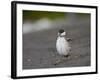 Harlequin Duck (Histrionicus Histrionicus) Duckling Drying Off-James Hager-Framed Photographic Print