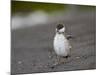 Harlequin Duck (Histrionicus Histrionicus) Duckling Drying Off-James Hager-Mounted Photographic Print