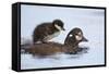 Harlequin Duck (Histrionicus Histrionicus) Duckling Riding on its Mother's Back-James-Framed Stretched Canvas