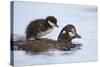 Harlequin Duck (Histrionicus Histrionicus) Duckling Riding on its Mother's Back-James-Stretched Canvas