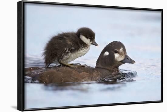 Harlequin Duck (Histrionicus Histrionicus) Duckling Riding on its Mother's Back-James-Framed Photographic Print