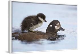 Harlequin Duck (Histrionicus Histrionicus) Duckling Riding on its Mother's Back-James-Framed Photographic Print