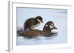 Harlequin Duck (Histrionicus Histrionicus) Duckling Riding on its Mother's Back-James-Framed Photographic Print