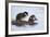 Harlequin Duck (Histrionicus Histrionicus) Duckling Riding on its Mother's Back-James-Framed Photographic Print