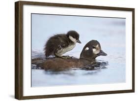 Harlequin Duck (Histrionicus Histrionicus) Duckling Riding on its Mother's Back-James-Framed Photographic Print