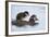 Harlequin Duck (Histrionicus Histrionicus) Duckling Riding on its Mother's Back-James-Framed Photographic Print