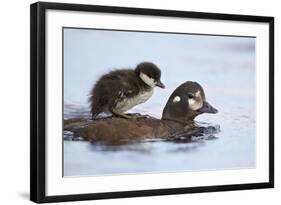 Harlequin Duck (Histrionicus Histrionicus) Duckling Riding on its Mother's Back-James-Framed Photographic Print