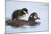 Harlequin Duck (Histrionicus Histrionicus) Duckling Riding on its Mother's Back-James-Mounted Photographic Print
