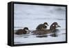 Harlequin Duck (Histrionicus Histrionicus) Duckling Riding on its Mother's Back-James-Framed Stretched Canvas