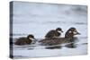 Harlequin Duck (Histrionicus Histrionicus) Duckling Riding on its Mother's Back-James-Stretched Canvas