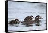Harlequin Duck (Histrionicus Histrionicus) Duckling Riding on its Mother's Back-James-Framed Stretched Canvas