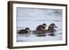 Harlequin Duck (Histrionicus Histrionicus) Duckling Riding on its Mother's Back-James-Framed Photographic Print