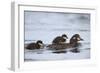 Harlequin Duck (Histrionicus Histrionicus) Duckling Riding on its Mother's Back-James-Framed Photographic Print